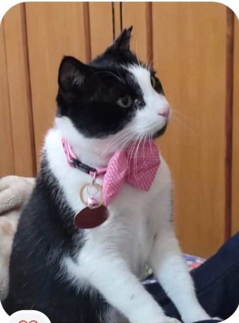 Mia Cat Products